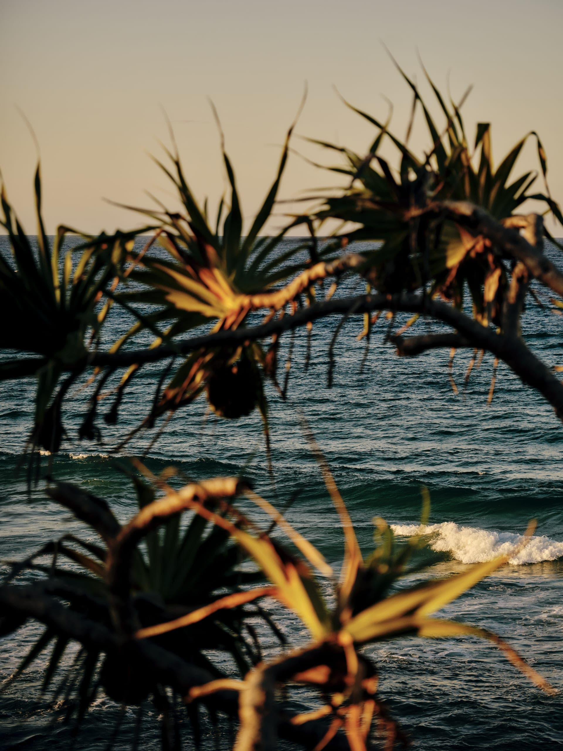 Pandanus over the surf at Palm Beach, where the Flourish Series begins its next chapter